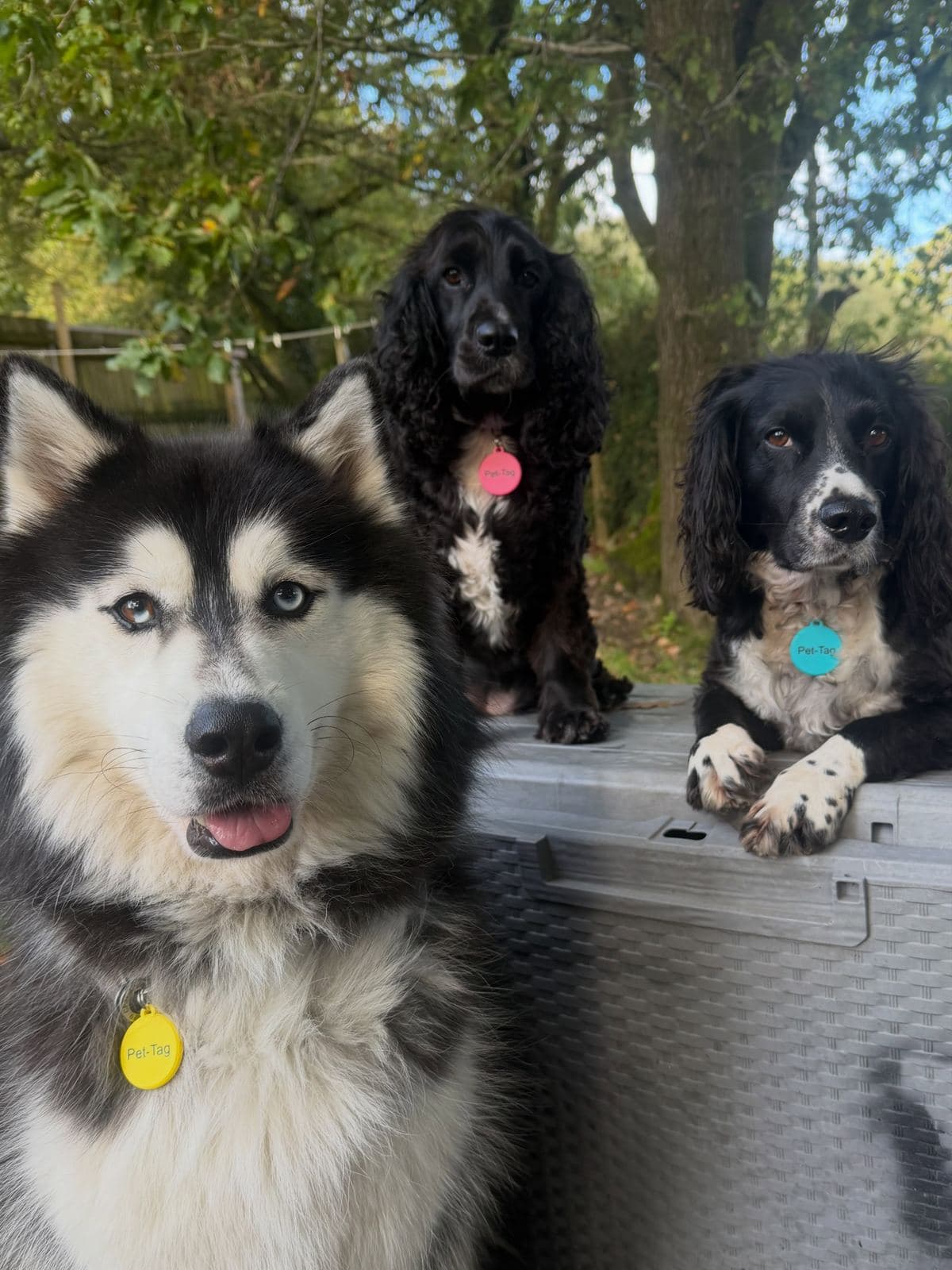A husky and two cocker spaniels in a garden, wearing yellow, pink and blue PetTags